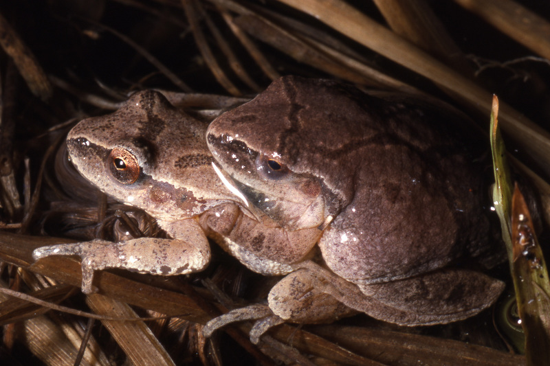 A spring peeper pair in amplexus. A spring peeper pair in amplexus. Credit: Jack Ray